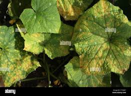 Image result for mildew on cucumbers