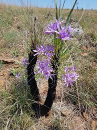 Image result for Xerophyta scabrida