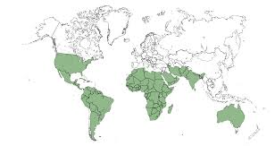 Image result for Tragia brevipes