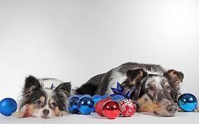 Includes home again microchipping, spay/neuter, vaccinations, new collar and id tag. Enjoy The Season With These Dog Friendly Holiday Events In Phoenix East Valley Animal Hospital