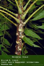 Image result for Viscum subserratum