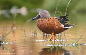 Red Shoveler Photo Male Red Shoveler The Internet Bird Collection Dabbling Duck Duck Photo South Sandwich Islands