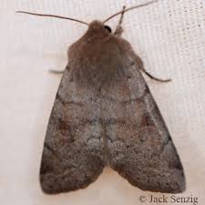 Image result for Orthopichonia