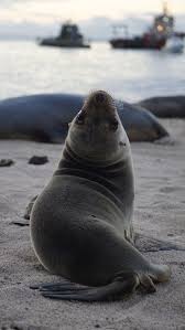 My Photographs Of Sea Lions From My Week In The Galapagos Animals Beautiful Marine Animals Sea Lion