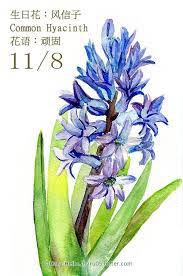 每日一花11 8 生日花 haru hello floral watercolor watercolor and ink flower drawing