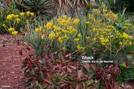 Image result for Kalanchoe crenata