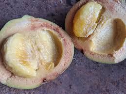 Image result for Sapotaceae