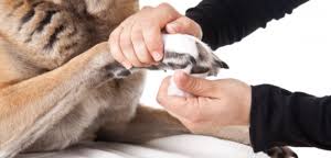 It is a very serious infection and can cause death sometimes without much warning. 4 Home Remedies To Treat Paw Injuries In Dogs Canadapetcare Blog