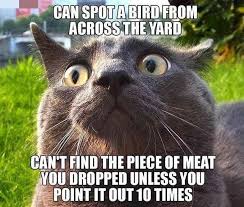 2016 was also a bad year and people still talk about it. Celebrate World Cat Day With These 25 Memes That Only Care About Cats Like You Funny Cat Memes Funny Animal Memes Cute Cat Gif