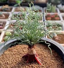 Image result for Euphorbia torta