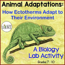 Animal Adaptations How Ectotherms Adapt To Their Environment Animal Adaptations Adaptations Lab Activities