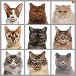 Tabby Cat Breeds: Detailed Guidelines, Interesting Information
