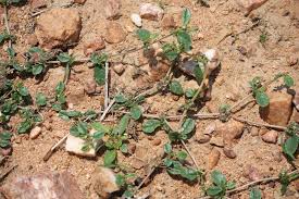 Image result for Gisekia