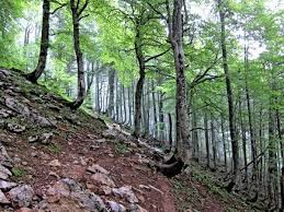 Weathering Free Zimsec Revision Notes And Past Exam Papers Soil Landslide Past Exam Papers
