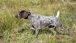 German Shorthaired Pointer Dog Breed Information, Pictures ...