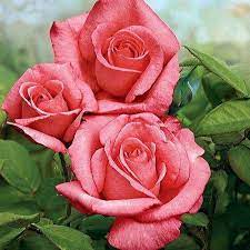Aromatherapy Hybrid Tea Rose In 2021 Hybrid Tea Roses Fragrant Roses Pink Rose Pictures