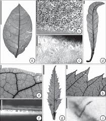 Image result for Smodingium