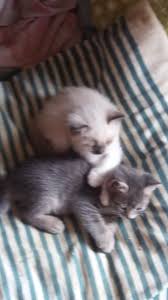Nous donnons des nouvelles des chats adoptés et des chats en difficulté. Adoptee Chaton Croise Siamois Gris Tigre Dans Le 13 Association Feli Cite