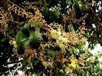 Image result for Croton megalocarpus