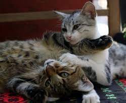 Considerations When Getting A Second Cat Vca Animal Hospital