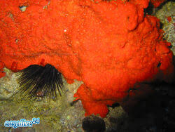 Image result for Crambe kilimandscharica