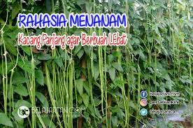 Rahasia Cara Menanam Kacang Panjang Agar Berbuah Lebat