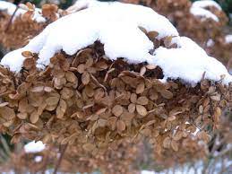 A heißt jeweils etwas mehr kälte als b, aber bei den meisten. Hortensie Uberwintern Anleitung Und Tipps Fur Den Garten
