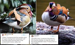 Visitors to central park were unable to locate the duck earlier this week. Hearts Break As Rare Mandarin Duck Goes Missing From Central Park Daily Mail Online