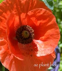 Image result for Poppy Red 1995 AAV