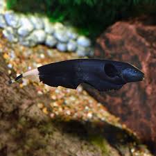 Tropical Fish For Freshwater Aquariums Black Ghost Knifefish