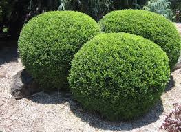 Image result for Murraya