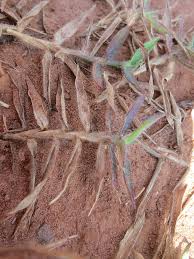 Image result for Digitaria longiflora