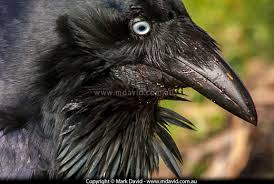 Immature birds are similar to the female with lighter underparts. Mark David Those Black And White Birds On Australia S East Coast