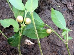 Image result for Pyrostria