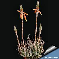 As long as it's about succulents you fast draining mineral mix, water when dry, keep in a sunny spot, and protect from freezing temps. Aloe Humilis