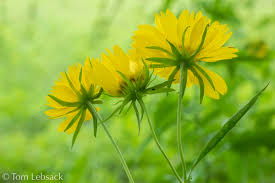 Image result for Verbesina encelioides