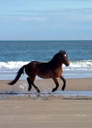 Wild horses on the beach of corolla, nc. Corolla Wild Horse Who Roamed His Way To Fame Has Died The Virginian Pilot
