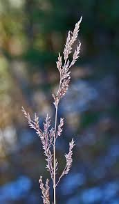Image result for Agrostis isopholis