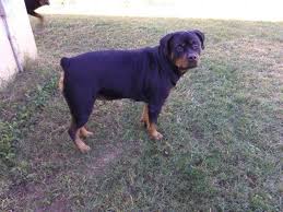 Defects like bad hips, elbows or acl injuries. German Rottweiler Puppies Pets And Animals For Sale Florida