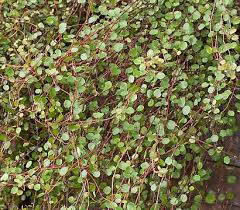 8029647 Bildfs 001 Drahtweinkiwiknoeterichhzmuehlenbeckiacom Jpg 410 360 Pixels Pflanzen Knoterich Pflanzen Pflege