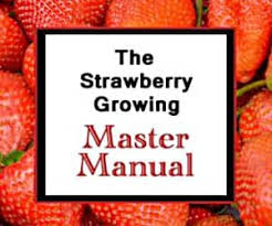 Strawberries are rarely grown from seed. Strawberry Seeds All You Need To Know Updated 2021