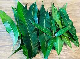 Daun mangga yang dibuat sebagai teh juga sangat baik untuk tujuan ini. 9 Manfaat Daun Mangga Air Rebusannya Penuh Khasiat