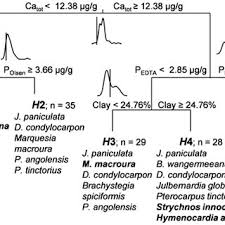 Image result for Craterosiphon quarrei