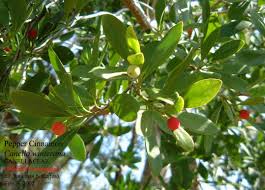 Image result for Canellaceae