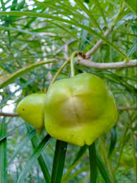 Image result for Cascabela