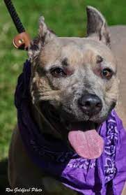 Diva 1 Year 10 Months American Staffordshire Terrier Atlanta Humane Society Mansell Diva Dogs Humane Society Dogs Humane Society