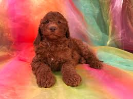 The goldendoodle is a designer dog, a hybrid dog breed resulting from mixing the poodle with the golden retriever. Dark Red Mini Goldendoodle Puppies For Sale In Iowa