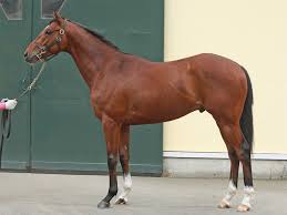 メイクデビューやまだ On Twitter 今年の一口馬 カイザーノヴァ牡 モーリス ステラリード 母父スペシャルウィーク 先日ルーラーシップ産駒のお姉さんが2勝目を挙げたので 期待は高まるばかり グラスワンダーが大好きなのでモーリス産駒は頑張って欲しい 明日の新