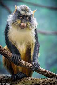 A Very Wise Wolf S Mona Monkey Animals Beautiful Unique Animals Animals Wild
