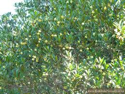 Image result for Diospyros zombensis